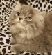Persian Cats for sale in Kansas City, MO, USA. price: $600