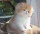 Persian Cats for sale in New York, NY 10011, USA. price: $700