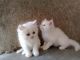Persian Cats for sale in Chicago, IL 60614, USA. price: NA