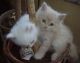 Persian Cats for sale in Flowery Branch, GA 30542, USA. price: $705