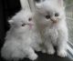 Persian Cats for sale in Portland, OR 97229, USA. price: $690