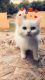 Persian Cats for sale in Dallas, TX, USA. price: $900