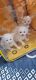 Persian Cats for sale in Shastripuram Colony, Nawab Saheb Kunta, Hyderabad, Telangana, India. price: 4500 INR