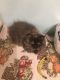 Persian Cats for sale in Chattanooga, TN, USA. price: $300