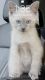 Persian Cats for sale in Joplin, MO, USA. price: NA