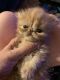 Persian Cats for sale in Simi Valley, CA, USA. price: NA