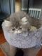 Persian Cats for sale in Warren, MI, USA. price: $900