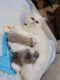 Persian Cats for sale in Staten Island, NY, USA. price: $1,100