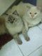 Persian Cats for sale in Kurla West, Mumbai, Maharashtra, India. price: 2000 INR