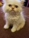Persian Cats for sale in Valley Stream, NY, USA. price: NA