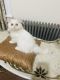 Persian Cats for sale in Englishtown, NJ 07726, USA. price: NA