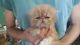 Persian Cats for sale in Rapid City, SD, USA. price: NA