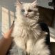 Persian Cats for sale in Indore, Madhya Pradesh, India. price: 8000 INR