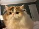 Persian Cats for sale in Iron Station, NC 28080, USA. price: NA
