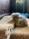 Persian Cats for sale in Chattanooga, TN, USA. price: NA