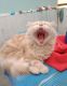 Persian Cats for sale in Husainabad, Lucknow, Uttar Pradesh 226003, India. price: 11500 INR