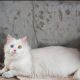 Persian Cats for sale in Popular Colony, Mangammanapalya, Bengaluru, Karnataka 560068, India. price: 30 INR