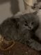 Persian Cats for sale in Charlotte, NC, USA. price: $600