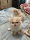 Persian Cats for sale in 5959 Wurzbach Rd, Leon Valley, TX 78238, USA. price: $1,200
