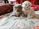 Persian Cats for sale in Goregaon, Mumbai, Maharashtra, India. price: 7000 INR