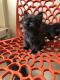 Persian Cats for sale in Manipal, Karnataka, India. price: 7500 INR