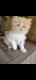 Persian Cats for sale in Youngstown, OH, USA. price: NA