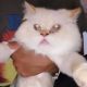 Persian Cats for sale in Queens, NY, USA. price: NA
