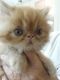 Persian Cats for sale in Thousand Oaks, CA, USA. price: $850