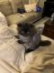 Persian Cats for sale in Carlsbad, CA, USA. price: NA