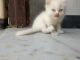 Persian Cats for sale in New Seelampur, Shahdara, Delhi, India. price: 15000 INR