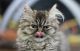Persian Cats for sale in 956 S McBride Ave, East Los Angeles, CA 90022, USA. price: NA