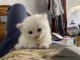 Persian Cats for sale in Kanpur, Uttar Pradesh, India. price: NA