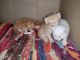 Persian Cats for sale in Lohegaon, Pune, Maharashtra, India. price: 3000 INR