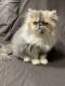 Persian Cats for sale in Toledo, OH, USA. price: $1,200