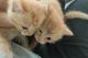 Persian Cats for sale in Moreno Valley, CA, USA. price: NA