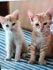 Persian Cats for sale in RR Nagar, Bengaluru, Karnataka, India. price: 7000 INR