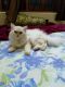 Persian Cats for sale in Sun City, Bandlaguda Jagir, Telangana, India. price: 8000 INR
