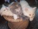 Persian Cats for sale in Ladnun, Rajasthan, India. price: 10000 INR
