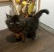 Persian Cats for sale in Fresno, CA, USA. price: $1,200