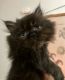 Persian Cats for sale in Fresno, CA, USA. price: $1,200