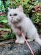 Persian Cats for sale in Kudal, Maharashtra, India. price: 7000 INR
