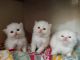 Persian Cats for sale in Mysuru, Karnataka, India. price: 8000 INR