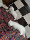 Persian Cats for sale in Wagholi, Pune, Maharashtra 412207, India. price: 10000 INR