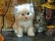 Persian Cats for sale in Vengurla, Maharashtra 416516, India. price: 7500 INR
