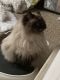 Persian Cats for sale in Belleville, IL, USA. price: NA