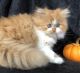 Persian Cats for sale in Lafayette, IN, USA. price: NA
