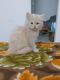 Persian Cats for sale in Chandigarh, India. price: 16000 INR