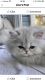 Persian Cats for sale in Glen Burnie, MD, USA. price: NA