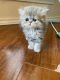 Persian Cats for sale in Fort Worth, TX, USA. price: $2,500