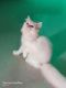 Persian Cats for sale in Amity University Rd, Lucknow, Uttar Pradesh, India. price: 5000 INR
